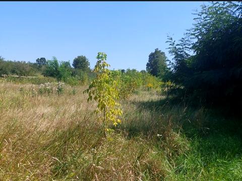 ділянка за адресою Паркова