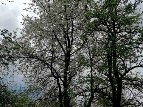 ділянка за адресою Холодна вул.