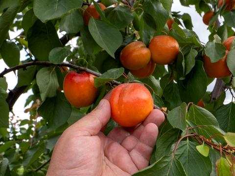 будинок за адресою Вишгород, Борисо-Глібська вул. (Ватутіна)