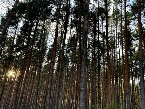 ділянка за адресою Лісова