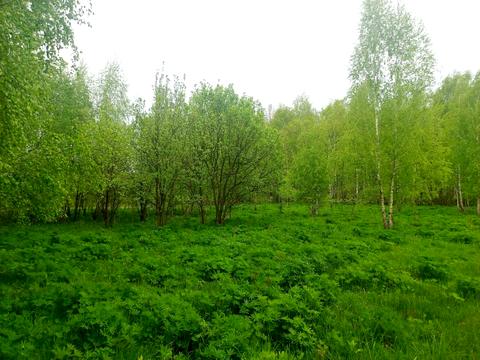участок по адресу Левківська