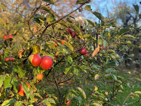 ділянка за адресою 