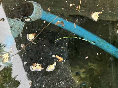 будинок за адресою центральна