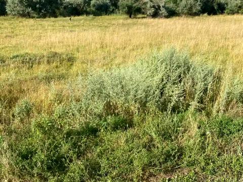 ділянка за адресою Березанівська вул. (Моріса Тореза)