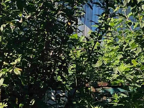 участок по адресу с. Микуличи, Ворошилова