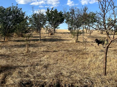 дом по адресу Степова, 20