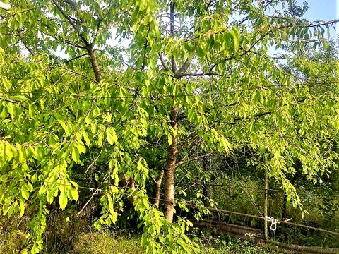 ділянка за адресою Агрономічна