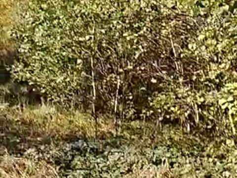 ділянка за адресою Лісна