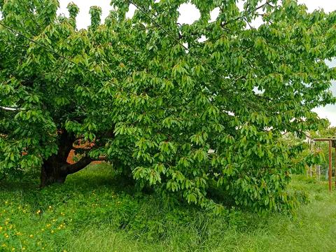 дом по адресу Базавлуцкая ул., 90