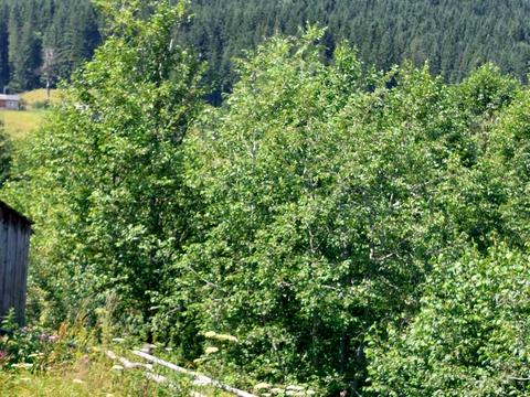 участок по адресу с. Зеленое, 