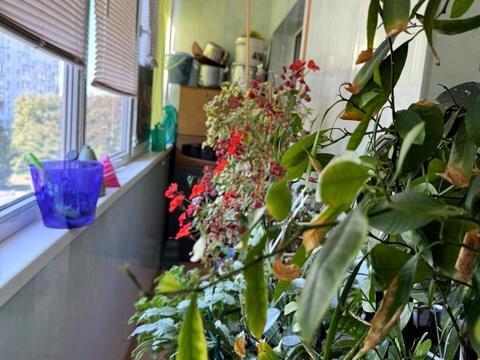 квартира по адресу Юбилейный просп. (50-летия ВЛКСМ), 61в