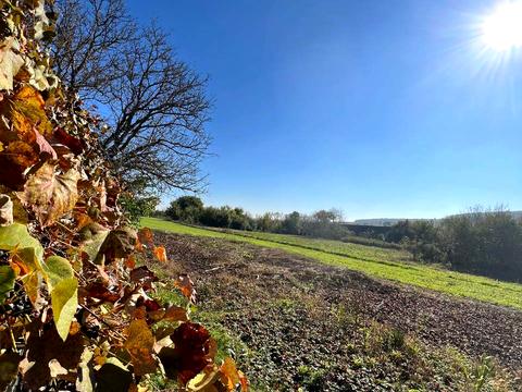 будинок за адресою с. Олеша, Грушевського
