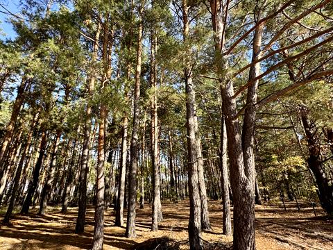 ділянка за адресою Чубаря