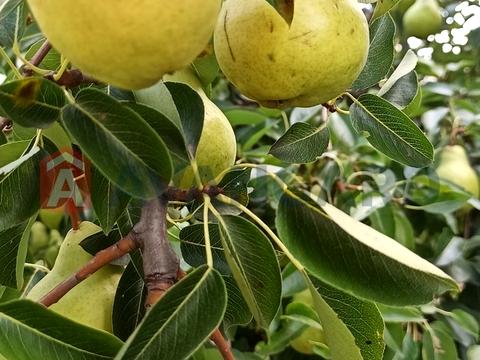 будинок за адресою Дениса Бабія вул. (Верхарна)
