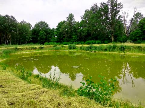 ділянка за адресою с. Нові Соколи, Романівка