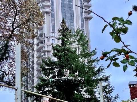 квартира по адресу Тополевый пер., 17