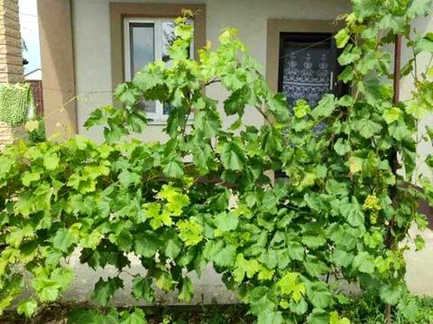 дом по адресу Амосова