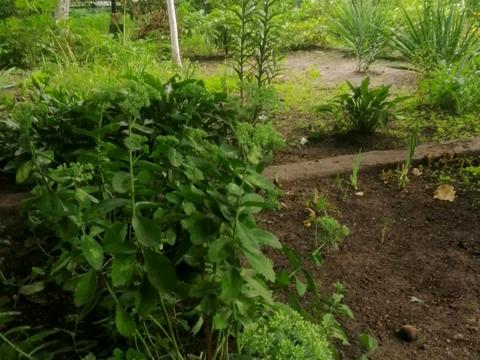 ділянка за адресою 56 садовая