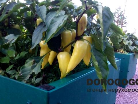 будинок за адресою Ватутіна
