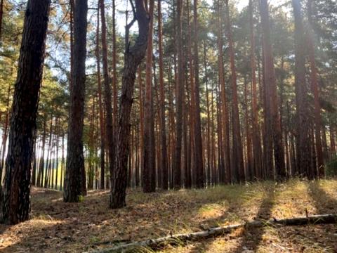 ділянка за адресою смт. Козин, 