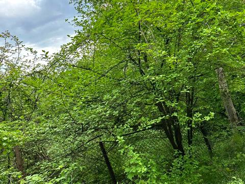 ділянка за адресою Забава вул.