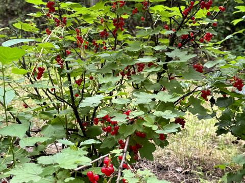 дом по адресу Удодівська, 16