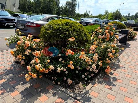 квартира за адресою Тираспольська вул., 52
