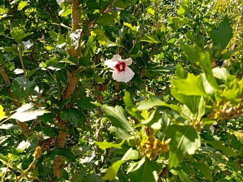 будинок за адресою Центральна вул. (Пролетарська), 79/80