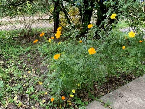 дом по адресу Дача Восход