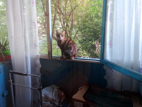 квартира за адресою Івана Дзюби вул. (Сім'ї Сосніних), 8