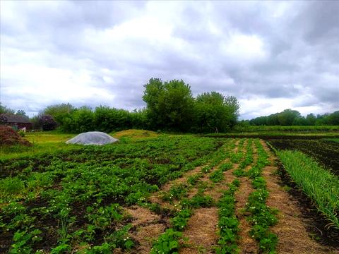 будинок за адресою с. Бузова Пасківка, Центральна, 1