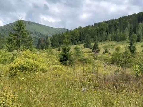 ділянка за адресою с. Стара Гута, 
