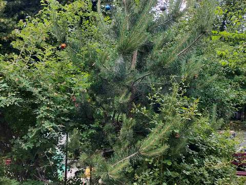 квартира по адресу Бориса Чичибабина ул., 5