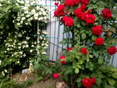 комната по адресу каневська, 12