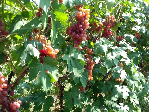 ділянка за адресою Вільне