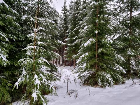 участок по адресу с. Яблоница, довгий грунь