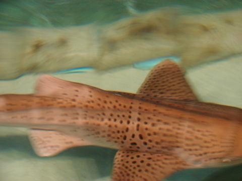 дом по адресу Каштанова, 34