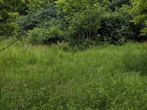 ділянка за адресою с. Дзвінкове, Грушевського, 10