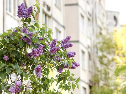 квартира за адресою Романа Шухевича вул., 6