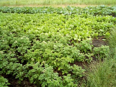 ділянка за адресою нове село, 1