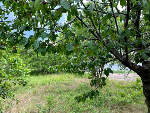 будинок за адресою 36 лінія