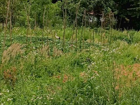 ділянка за адресою Вовчищовичі, 11