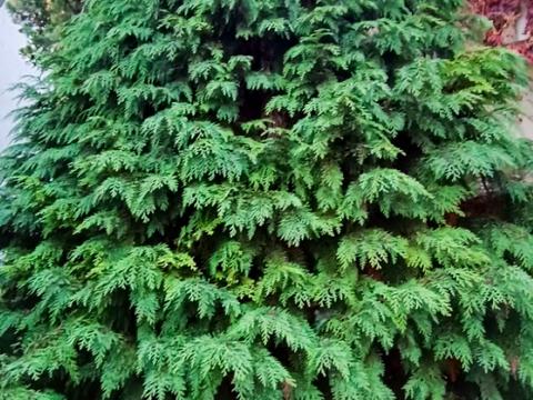 будинок за адресою Дачна вул., 8а