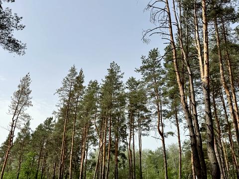 ділянка за адресою Зелена