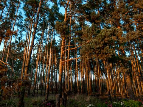 будинок за адресою Дачна