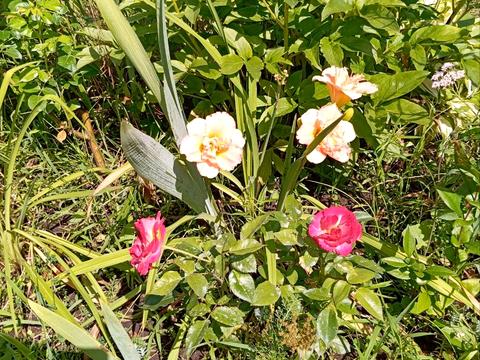 будинок за адресою Центральна вул. (Пролетарська), 79/80