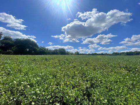 ділянка за адресою Шкільна