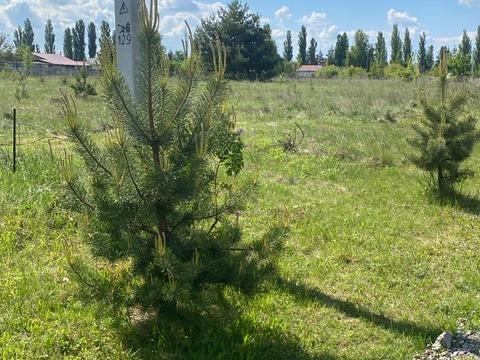 участок по адресу Залізняка