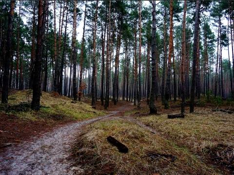 ділянка за адресою с. Проців, Савонівська вул.