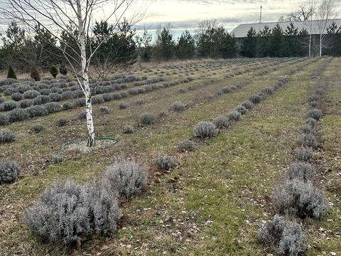 дом по адресу Центральна